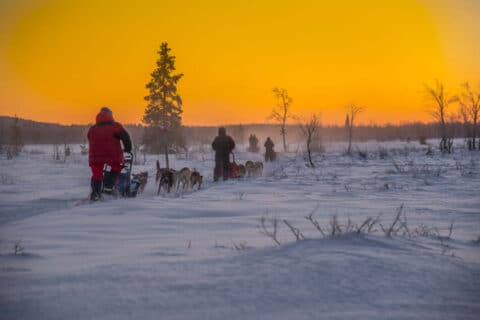 Lapponia Svedese - Renne - Circolo Polare Artico - Viaggiare News