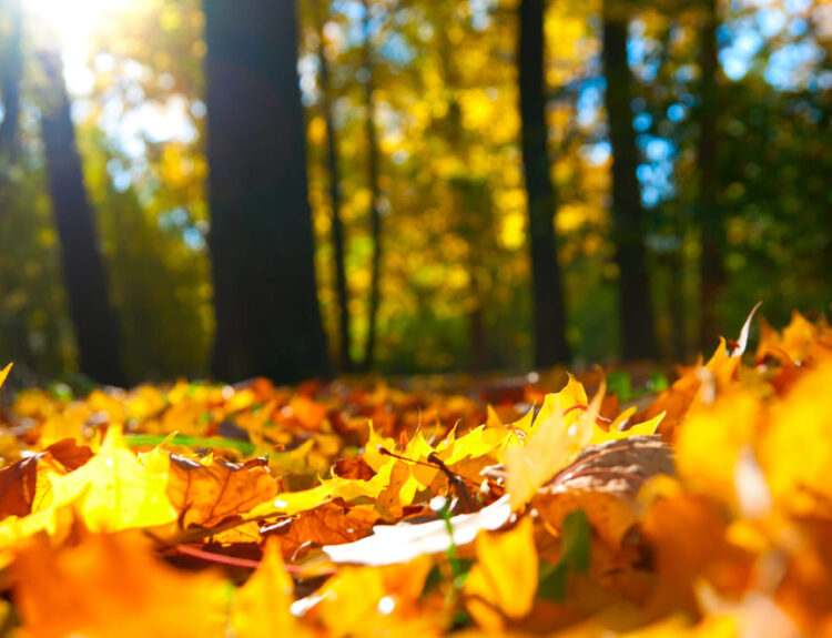 Ecco l'**alt text** con la keyword inserita: Foglie autunnali gialle e arancioni sul terreno di un bosco durante un viaggio in montagna in autunno, con la luce del sole