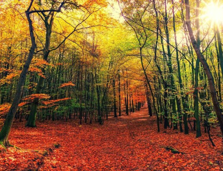 Valtellina: dove ammirare il foliage