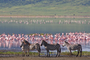 Scopri i 5 migliori parchi safari in Africa, tra fauna incredibile, paesaggi unici e consigli per un’esperienza indimenticabile!