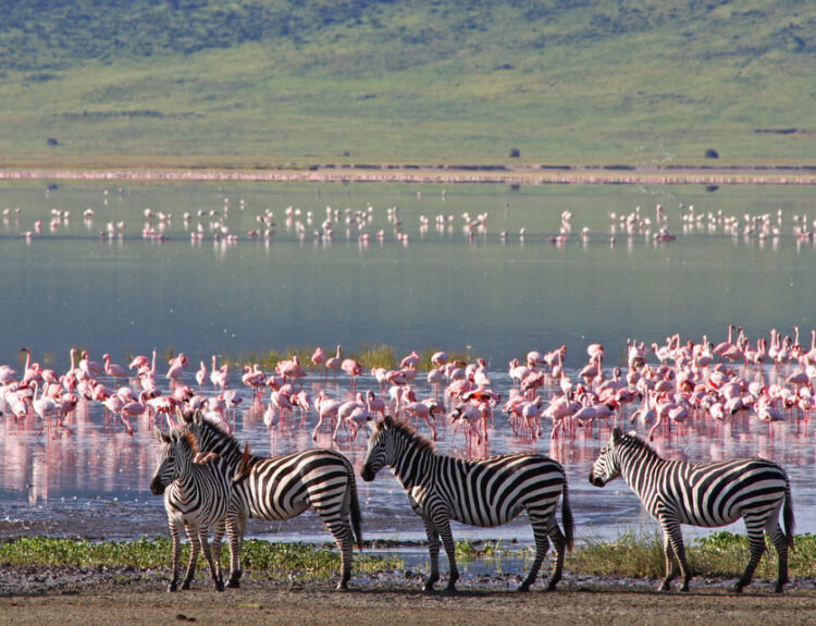 Scopri i 5 migliori parchi safari in Africa, tra fauna incredibile, paesaggi unici e consigli per un’esperienza indimenticabile!