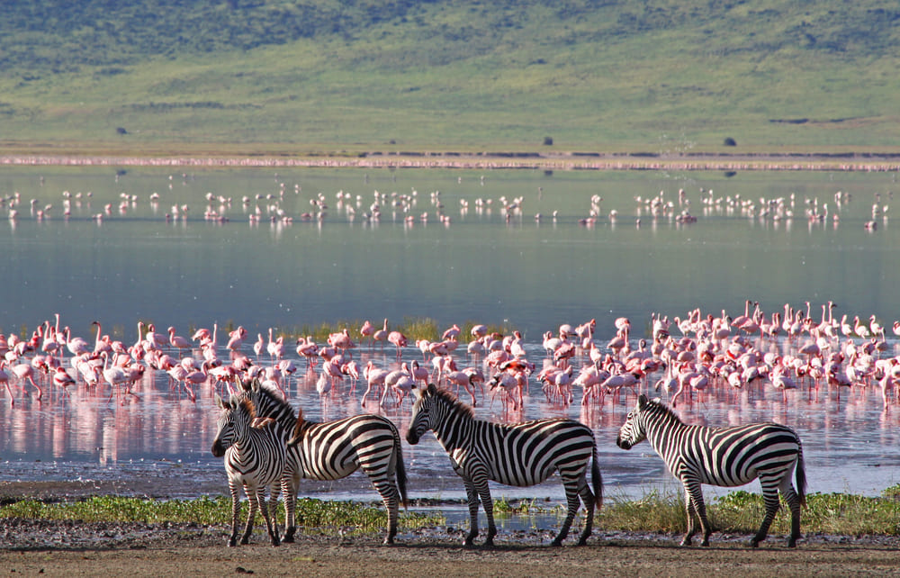 Scopri i 5 migliori parchi safari in Africa, tra fauna incredibile, paesaggi unici e consigli per un’esperienza indimenticabile!