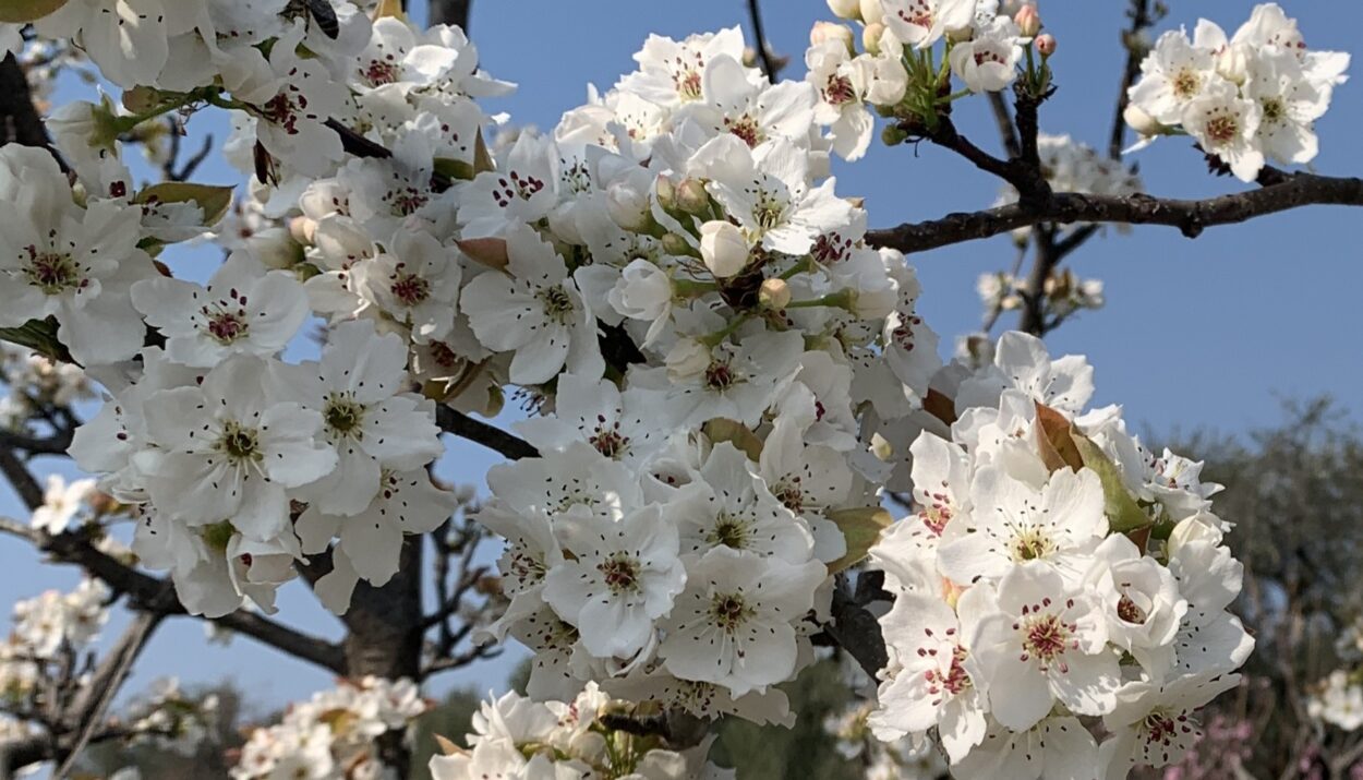 Scopri la fioritura dei ciliegi a Conversano con Masseria AuraTerrae: tour in e-bike, relax e sapori di Puglia. Dal 4 al 17 aprile