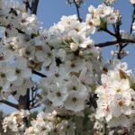 Scopri la fioritura dei ciliegi a Conversano con Masseria AuraTerrae: tour in e-bike, relax e sapori di Puglia. Dal 4 al 17 aprile