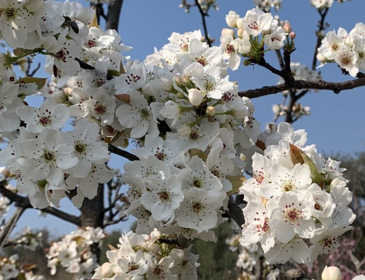 Scopri la fioritura dei ciliegi a Conversano con Masseria AuraTerrae: tour in e-bike, relax e sapori di Puglia. Dal 4 al 17 aprile