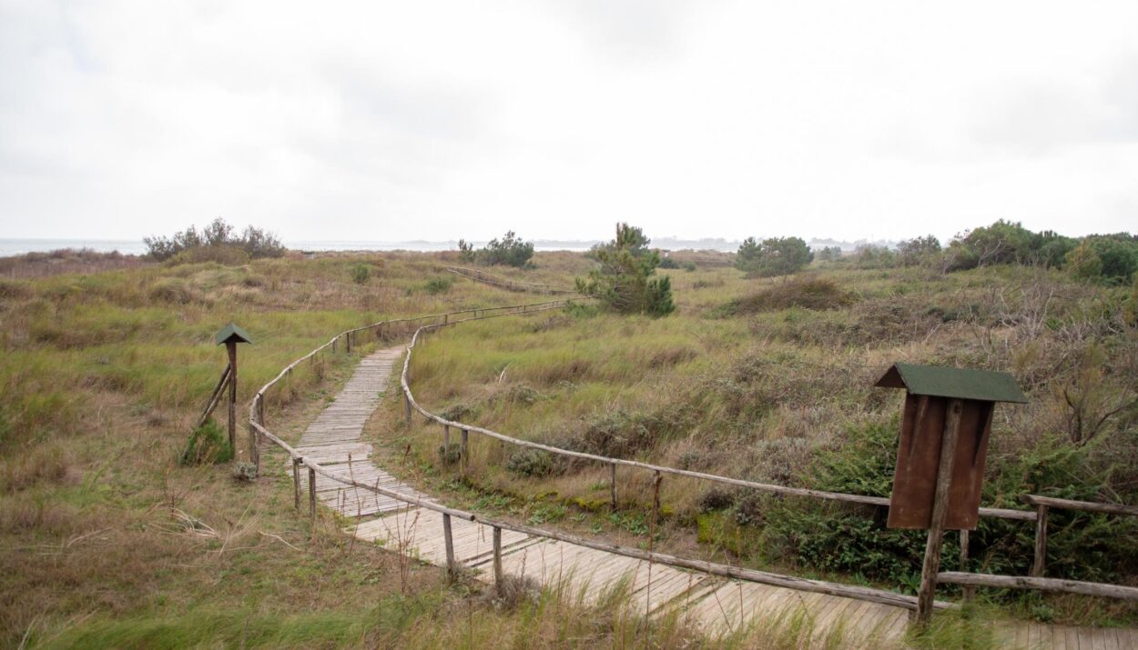 Scopri “Le Mappe del Delta”, l’iniziativa che valorizza il Delta del Po con ricerca, sostenibilità e turismo lento.